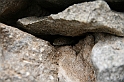 Kanary_2010 157
